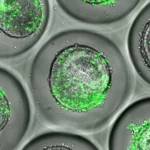 A little stress could be the secret to healthy aging